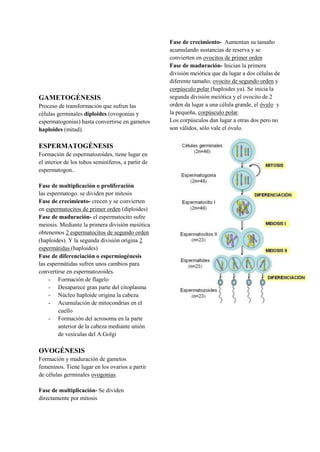 GAMETOGÉNESIS
Proceso de transformación que sufren las
células germinales diploides (ovogonias y
espermatogonias) hasta convertirse en gametos
haploides (mitad).
ESPERMATOGÉNESIS
Formación de espermatozoides, tiene lugar en
el interior de los tubos seminíferos, a partir de
espermatogon..
Fase de multiplicación o proliferación
las espermatogo. se dividen por mitosis
Fase de crecimiento- crecen y se convierten
en espermatocitos de primer orden (diploides)
Fase de maduración- el espermatocito sufre
meiosis. Mediante la primera división meiótica
obtenemos 2 espermatocitos de segundo orden
(haploides). Y la segunda división origina 2
espermátidas (haploides)
Fase de diferenciación o espermiogénesis
las espermátidas sufren unos cambios para
convertirse en espermatozoides.
- Formación de flagelo
- Desaparece gran parte del citoplasma
- Núcleo haploide origina la cabeza
- Acumulación de mitocondrias en el
cuello
- Formación del acrosoma en la parte
anterior de la cabeza mediante unión
de vesículas del A.Golgi
OVOGÉNESIS
Formación y maduración de gametos
femeninos. Tiene lugar en los ovarios a partir
de células germinales ovogonias.
Fase de multiplicación- Se dividen
directamente por mitosis
Fase de crecimiento- Aumentan su tamaño
acumulando sustancias de reserva y se
convierten en ovocitos de primer orden
Fase de maduración- Inician la primera
división meiótica que da lugar a dos células de
diferente tamaño; ovocito de segundo orden y
corpúsculo polar (haploides ya). Se inicia la
segunda división meiótica y el ovocito de 2
orden da lugar a una célula grande, el óvulo y
la pequeña, corpúsculo polar.
Los corpúsculos dan lugar a otras dos pero no
son válidos, sólo vale el óvulo.
 