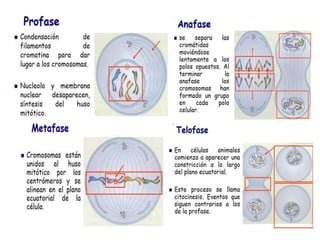 ciclo celular.docx
