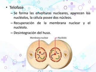 • Telofase
– Se forma las envolturas nucleares, aparecen los
nucléolos, la célula posee dos núcleos.
– Recuperación de la membrana nuclear y el
nucléolo.
– Desintegración del huso.
 