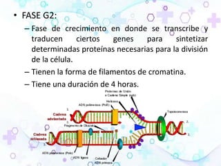 • FASE G2:
– Fase de crecimiento en donde se transcribe y
traducen ciertos genes para sintetizar
determinadas proteínas necesarias para la división
de la célula.
– Tienen la forma de filamentos de cromatina.
– Tiene una duración de 4 horas.
 