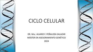 CICLO CELULAR
DR. Msc. ALVARO F. PEÑALOZA SALAZAR
MÁSTER EN ASESORAMIENTO GENÉTICO
2024
 