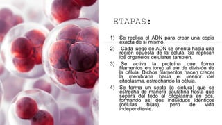 ETAPAS:
1) Se replica el ADN para crear una copia
exacta de sí mismo.
2) Cada juego de ADN se orienta hacia una
región opuesta de la célula. Se replican
los organelos celulares también.
3) Se activa la proteína que forma
filamentos en torno al eje de división de
la célula. Dichos filamentos hacen crecer
la membrana hacia el interior del
citoplasma, estrechando la célula.
4) Se forma un septo (o cintura) que se
estrecha de manera paulatina hasta que
separa del todo el citoplasma en dos,
formando así dos individuos idénticos
(células hijas), pero de vida
independiente.
 