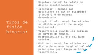 Tipos de
fisión
binaria:
• Regular: cuando la célula se
divide simétricamente.
• Irregular : cuando las
divisiones se dan en rizópodos
(“dedos”) o de manera
desordenada.
• Longitudinal: cuando las células
se divide a partir de su eje
horizontal.
• Transversal: cuando las células
se divide de manera
perpendicular al eje del huso
celular.
• Oblicua: cuando las células se
divide de manera longitudinal al
principio, pero luego se torna
transversal.
 