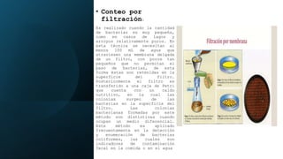 • Conteo por
filtración:
Es realizado cuando la cantidad
de bacterias es muy pequeña,
como en casos de lagos y
arroyos relativamente puros. En
esta técnica se necesitan al
menos 100 mL de agua que
atraviesen una membrana delgada
de un filtro, con poros tan
pequeños que no permitan el
paso de bacterias, de esta
forma éstas son retenidas en la
superficie del filtro.
Posteriormente el filtro es
transferido a una caja de Petri
que cuenta con un caldo
nutritivo, en la cual las
colonias surgen de las
bacterias en la superficie del
filtro. Las colonias
bacterianas formadas por este
método son distintivas cuando
ocupan un medio diferencial.
Este método es aplicado
frecuentemente en la detección
y enumeración de bacterias
coliformes, las cuales son
indicadores de contaminación
fecal en la comida o en el agua
 