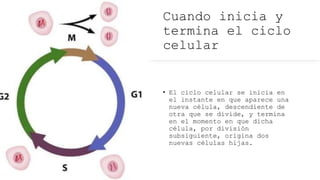 Cuando inicia y
termina el ciclo
celular
• El ciclo celular se inicia en
el instante en que aparece una
nueva célula, descendiente de
otra que se divide, y termina
en el momento en que dicha
célula, por división
subsiguiente, origina dos
nuevas células hijas.
 
