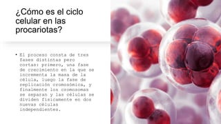 ¿Cómo es el ciclo
celular en las
procariotas?
• El proceso consta de tres
fases distintas pero
cortas: primero, una fase
de crecimiento en la que se
incrementa la masa de la
célula, luego la fase de
replicación cromosómica, y
finalmente los cromosomas
se separan y las células se
dividen físicamente en dos
nuevas células
independientes.
 
