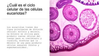 ¿Cuál es el ciclo
celular de las células
eucariotas?
Los eucariotas tienen dos
tipos principales de división
celular: mitosis y meiosis.
La mitosis se utiliza para
producir nuevas células del
cuerpo para su crecimiento y
curación, mientras que la
meiosis se usa para producir
células sexuales (óvulos y
espermatozoides).
 