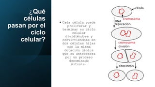 ¿Qué
células
pasan por el
ciclo
celular?
 Cada célula puede
proliferar y
terminar su ciclo
celular
dividiéndose y
convirtiéndose en
dos células hijas
con la misma
dotación génica
que su antecesora
por un proceso
denominado
mitosis.
 