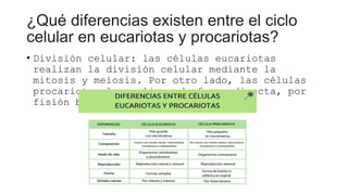 ¿Qué diferencias existen entre el ciclo
celular en eucariotas y procariotas?
• División celular: las células eucariotas
realizan la división celular mediante la
mitosis y meiosis. Por otro lado, las células
procariotas la realizan de forma directa, por
fisión binaria.
 