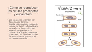 ¿Cómo se reproducen
las células procariotas
y eucariotas?
• Las procariotas se dividen por
fisión binaria, de forma
directa. Las eucariotas realizan la
mitosis. La división o fisión binaria
es una forma de reproducción
asexual, que consiste en la
división de ADN y del citoplasma
(citocinesis). La mitosis es un tipo
de división celular que se da en
las células somáticas.
 
