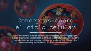Conceptos sobre
el ciclo celular
Es el mecanismo a través del cual todos los seres vivos se propagan.
En los organismos unicelulares la división celular implica una verdadera
reproducción, ya que por este proceso se producen dos células hijas
que maduran y se convierten en dos individuos distintos.
 