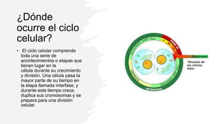 ¿Dónde
ocurre el ciclo
celular?
• El ciclo celular comprende
toda una serie de
acontecimientos o etapas que
tienen lugar en la
célula durante su crecimiento
y división. Una célula pasa la
mayor parte de su tiempo en
la etapa llamada interfase, y
durante este tiempo crece,
duplica sus cromosomas y se
prepara para una división
celular.
 