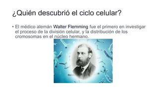 ¿Quién descubrió el ciclo celular?
• El médico alemán Walter Flemming fue el primero en investigar
el proceso de la división celular, y la distribución de los
cromosomas en el núcleo hermano.
 