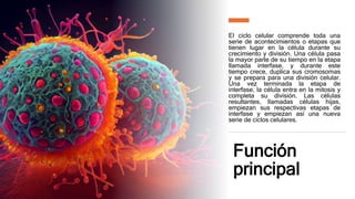 Función
principal
El ciclo celular comprende toda una
serie de acontecimientos o etapas que
tienen lugar en la célula durante su
crecimiento y división. Una célula pasa
la mayor parte de su tiempo en la etapa
llamada interfase, y durante este
tiempo crece, duplica sus cromosomas
y se prepara para una división celular.
Una vez terminada la etapa de
interfase, la célula entra en la mitosis y
completa su división. Las células
resultantes, llamadas células hijas,
empiezan sus respectivas etapas de
interfase y empiezan así una nueva
serie de ciclos celulares.
 