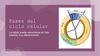Fases del
ciclo celular
La célula puede encontrarse en dos
estados muy diferenciados:
 
