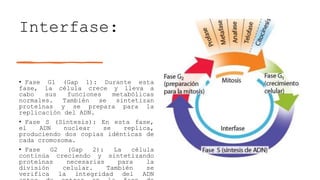 Interfase:
• Fase G1 (Gap 1): Durante esta
fase, la célula crece y lleva a
cabo sus funciones metabólicas
normales. También se sintetizan
proteínas y se prepara para la
replicación del ADN.
• Fase S (Síntesis): En esta fase,
el ADN nuclear se replica,
produciendo dos copias idénticas de
cada cromosoma.
• Fase G2 (Gap 2): La célula
continúa creciendo y sintetizando
proteínas necesarias para la
división celular. También se
verifica la integridad del ADN
 