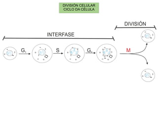Ciclo da célula (mitose e meiose) para 4º de ESO | PPT