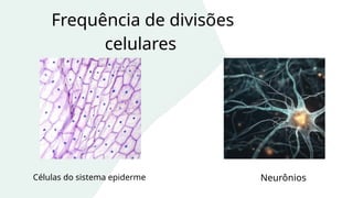 Frequência de divisões
celulares
Células do sistema epiderme Neurônios
 
