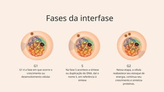 G1
G1 é a fase em que ocorre o
crescimento ou
desenvolvimento celular.
S
Na fase S acontece a síntese
ou duplicação do DNA, daí o
nome S, em referência à
síntese
G2
Nessa etapa, a célula
reabastece seu estoque de
energia, continua seu
crescimento e sintetiza
proteínas.
Fases da interfase
 