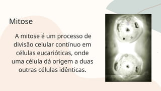 Mitose
A mitose é um processo de
divisão celular contínuo em
células eucarióticas, onde
uma célula dá origem a duas
outras células idênticas.
 