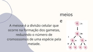 meios
e
A meiose é a divisão celular que
ocorre na formação dos gametas,
reduzindo o número de
cromossomos de uma espécie pela
metade.
 