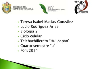  Teresa Isabel Macias González
 Lucio Rodríguez Arias
 Biología 2
 Ciclo celular
 Telebachillerato “Huiloapan”
 Cuarto semestre “u”
 /04/2014
 