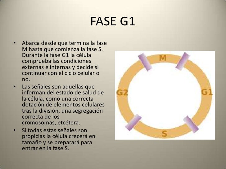 Resultado de imagen para fase g1