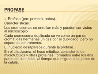PROFASE 
 Profase (pro: primero, antes). 
Características: 
Los cromosomas se enrollan más y pueden ser vistos 
al microscopio 
Cada cromosoma duplicado se ve como un par de 
cromátidas hermanas unidas por el duplicado, pero no 
separado centrómeros. 
El nucléolo desaparece durante la profase. 
En el citoplasma, el huso mitótico, consistente de 
microtúbulos y otras proteínas, formados entre los dos 
pares de centriolos, al tiempo que migran a los polos de 
la célula. 
 