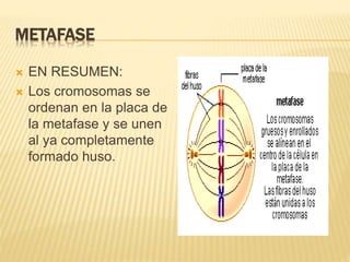 METAFASE 
 EN RESUMEN: 
 Los cromosomas se 
ordenan en la placa de 
la metafase y se unen 
al ya completamente 
formado huso. 
 