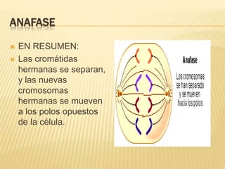 ANAFASE 
 EN RESUMEN: 
 Las cromátidas 
hermanas se separan, 
y las nuevas 
cromosomas 
hermanas se mueven 
a los polos opuestos 
de la célula. 
 