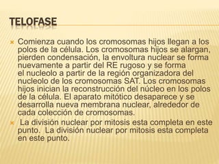TELOFASE 
 Comienza cuando los cromosomas hijos llegan a los 
polos de la célula. Los cromosomas hijos se alargan, 
pierden condensación, la envoltura nuclear se forma 
nuevamente a partir del RE rugoso y se forma 
el nucleolo a partir de la región organizadora del 
nucleolo de los cromosomas SAT. Los cromosomas 
hijos inician la reconstrucción del núcleo en los polos 
de la célula. El aparato mitótico desaparece y se 
desarrolla nueva membrana nuclear, alrededor de 
cada colección de cromosomas. 
 La división nuclear por mitosis esta completa en este 
punto. La división nuclear por mitosis esta completa 
en este punto. 
 