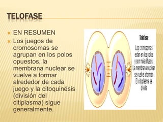 TELOFASE 
 EN RESUMEN 
 Los juegos de 
cromosomas se 
agrupan en los polos 
opuestos, la 
membrana nuclear se 
vuelve a formar 
alrededor de cada 
juego y la citoquinésis 
(división del 
citiplasma) sigue 
generalmente. 
 
