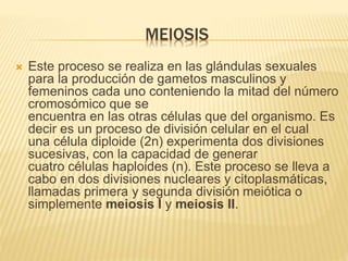 MEIOSIS 
 Este proceso se realiza en las glándulas sexuales 
para la producción de gametos masculinos y 
femeninos cada uno conteniendo la mitad del número 
cromosómico que se 
encuentra en las otras células que del organismo. Es 
decir es un proceso de división celular en el cual 
una célula diploide (2n) experimenta dos divisiones 
sucesivas, con la capacidad de generar 
cuatro células haploides (n). Este proceso se lleva a 
cabo en dos divisiones nucleares y citoplasmáticas, 
llamadas primera y segunda división meiótica o 
simplemente meiosis I y meiosis II. 
 