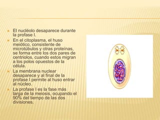  El nucléolo desaparece durante 
la profase I. 
 En el citoplasma, el huso 
meiótico, consistente de 
microtúbulos y otras proteínas, 
se forma entre los dos pares de 
centriolos, cuando estos migran 
a los polos opuestos de la 
célula. 
 La membrana nuclear 
desaparece y al final de la 
profase I permite al huso entrar 
al núcleo. 
 La profase I es la fase más 
larga de la meiosis, ocupando el 
90% del tiempo de las dos 
divisiones. 
 