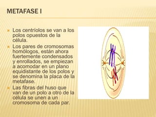 METAFASE I 
 Los centríolos se van a los 
polos opuestos de la 
célula. 
 Los pares de cromosomas 
homólogos, están ahora 
fuertemente condensados 
y enrollados, se empiezan 
a acomodar en un plano 
equidistante de los polos y 
se denomina la placa de la 
metafase. 
 Las fibras del huso que 
van de un polo a otro de la 
célula se unen a un 
cromosoma de cada par. 
 