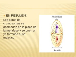  EN RESUMEN: 
Los pares de 
cromosomas se 
acomodan en la placa de 
la metafase y se unen al 
ya formado huso 
meiótico 
 