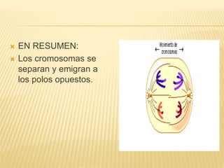  EN RESUMEN: 
 Los cromosomas se 
separan y emigran a 
los polos opuestos. 
 
