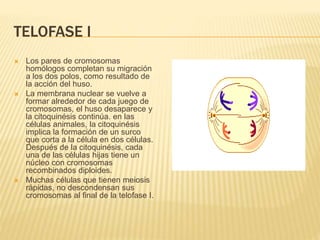 TELOFASE I 
 Los pares de cromosomas 
homólogos completan su migración 
a los dos polos, como resultado de 
la acción del huso. 
 La membrana nuclear se vuelve a 
formar alrededor de cada juego de 
cromosomas, el huso desaparece y 
la citoquinésis continúa. en las 
células animales, la citoquinésis 
implica la formación de un surco 
que corta a la célula en dos células. 
Después de la citoquinésis, cada 
una de las células hijas tiene un 
núcleo con cromosomas 
recombinados diploides. 
 Muchas células que tienen meiosis 
rápidas, no descondensan sus 
cromosomas al final de la telofase I. 
 