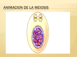 ANIMACION DE LA MEIOSIS 
