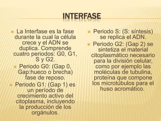 INTERFASE 
 La Interfase es la fase 
durante la cual la célula 
crece y el ADN se 
duplica. Comprende 
cuatro periodos: G0, G1, 
S y G2. 
 Periodo G0: (Gap 0, 
Gap:hueco o brecha) 
fase de reposo. 
 Periodo G1: (Gap 1) es 
un período de 
crecimiento activo del 
citoplasma, incluyendo 
la producción de los 
orgánulos. 
 Periodo S: (S: síntesis) 
se replica el ADN. 
 Periodo G2: (Gap 2) se 
sintetiza el material 
citoplasmático necesario 
para la división celular, 
como por ejemplo las 
moléculas de tubulina, 
proteína que compone 
los microtúbulos para el 
huso acromático. 
 