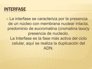 INTERFASE 
 La interfase se caracteriza por la presencia 
de un núcleo con membrana nuclear intacta, 
predominio de eucromatina (cromatina laxa)y 
presencia de nucleolo. 
La Interfase es la fase más activa del ciclo 
celular, aquí se realiza la duplicación del 
ADN. 
 