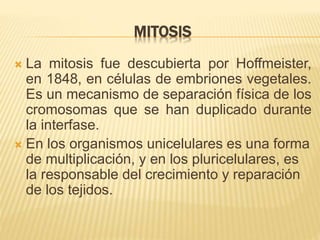 MITOSIS 
 La mitosis fue descubierta por Hoffmeister, 
en 1848, en células de embriones vegetales. 
Es un mecanismo de separación física de los 
cromosomas que se han duplicado durante 
la interfase. 
 En los organismos unicelulares es una forma 
de multiplicación, y en los pluricelulares, es 
la responsable del crecimiento y reparación 
de los tejidos. 
 