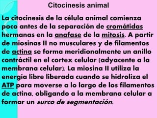 Citocinesis animal
La citocinesis de la célula animal comienza
poco antes de la separación de cromátidas
hermanas en la anafase de la mitosis. A partir
de miosinas II no musculares y de filamentos
de actina se forma meridionalmente un anillo
contráctil en el cortex celular (adyacente a la
membrana celular). La miosina II utiliza la
energía libre liberada cuando se hidroliza el
ATP para moverse a lo largo de los filamentos
de actina, obligando a la membrana celular a
formar un surco de segmentación.
 