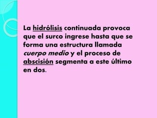 La hidrólisis continuada provoca
que el surco ingrese hasta que se
forma una estructura llamada
cuerpo medio y el proceso de
abscisión segmenta a este último
en dos.
 