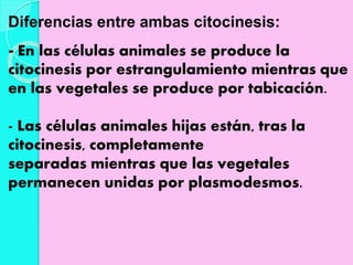 Diferencias entre ambas citocinesis:
- En las células animales se produce la
citocinesis por estrangulamiento mientras que
en las vegetales se produce por tabicación.
- Las células animales hijas están, tras la
citocinesis, completamente
separadas mientras que las vegetales
permanecen unidas por plasmodesmos.
 