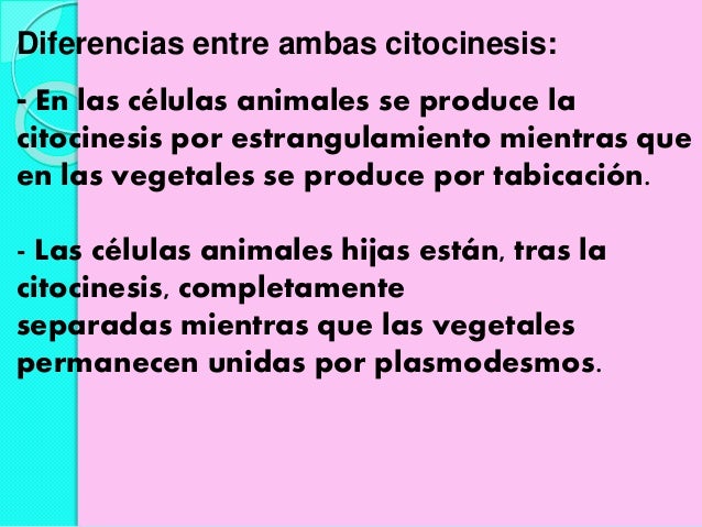 Resultado de imaxes para citocinesis animal vegetal diferencias