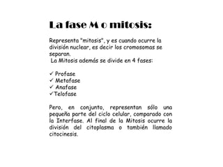 Esta se caracteriza por ser la duplicación cromosómica.