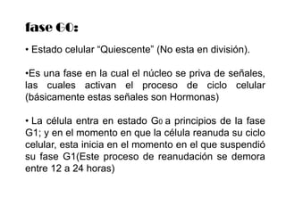  Los Cromosomas resultantes de la duplicación permanecen unidos por los centrómeros.En la fase G2:  Se sigue sintetizando proteínas y ARN.
