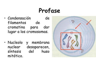 Profase
• Condensación de
filamentos de
cromatina para dar
lugar a los cromosomas.
• Nucleolo y membrana
nuclear desaparecen,
síntesis del huso
mitótico.
 