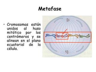 Metafase
• Cromosomas están
unidos al huso
mitótico por los
centrómeros y se
alinean en el plano
ecuatorial de la
célula.
 